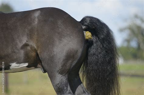 The only undomesticated wild horse, Przewalskis horse, is native to the Altai Mountains, plains, steppes and shrublands of Mongolia. . Horse pooping